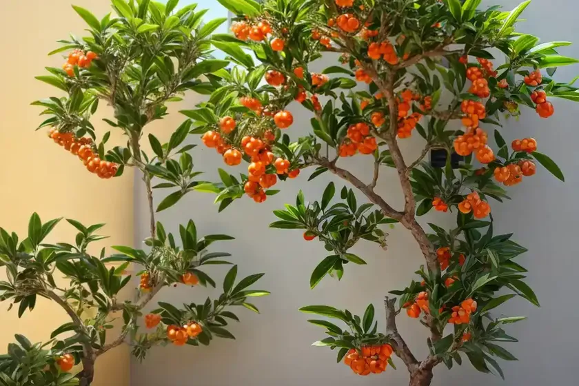 Calamondin tree (citrofortunella microcarpa) — photo 2