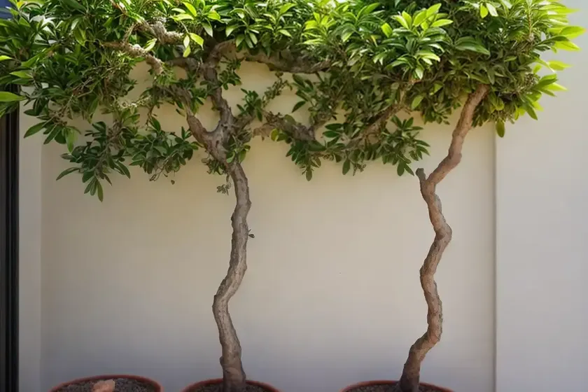 Calamondin tree (citrofortunella microcarpa) — photo 3