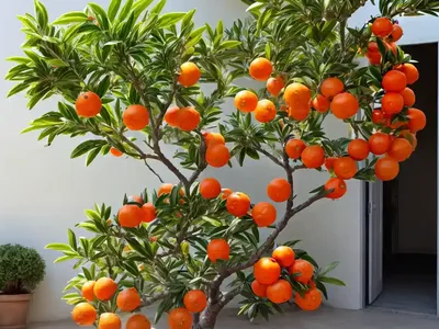 Calamondin Tree (Citrofortunella Microcarpa)