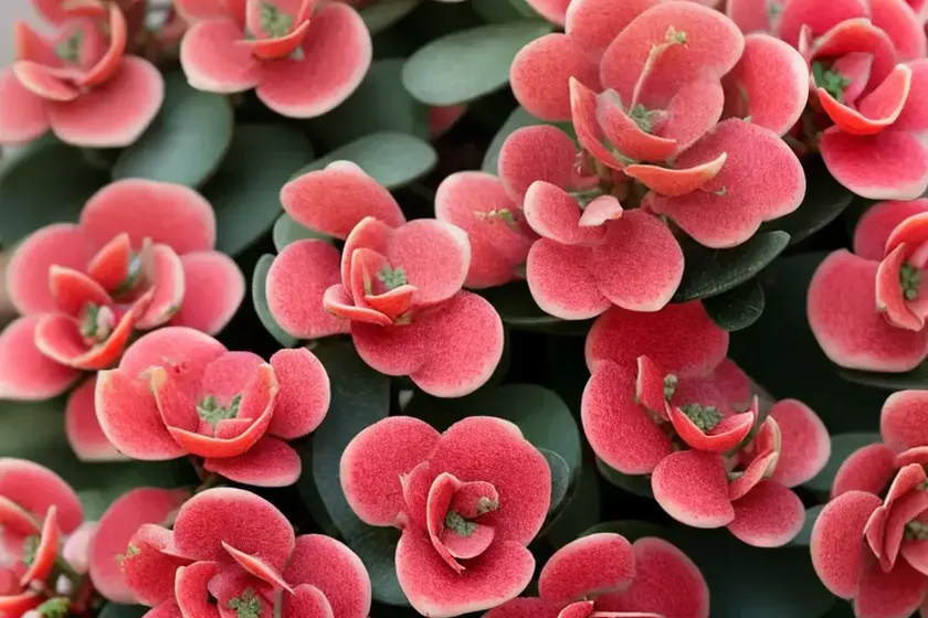 Calandiva’ kalanchoe (kalanchoe blossfeldiana ‘calandiva’) — photo 3
