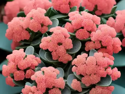 Calandiva’ Kalanchoe (Kalanchoe Blossfeldiana ‘calandiva’)