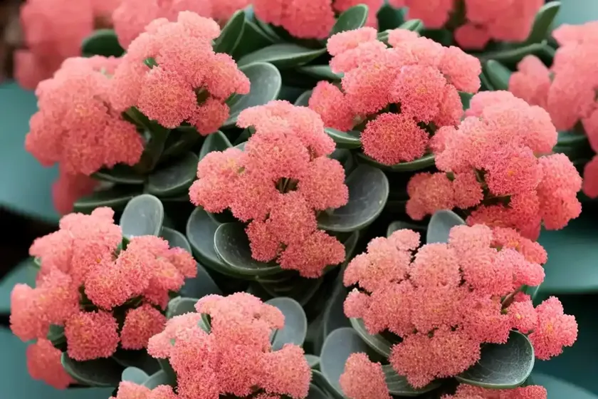 Calandiva’ kalanchoe (kalanchoe blossfeldiana ‘calandiva’)