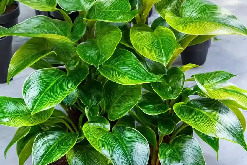 Calathea amagris (ctenanthe oppenheimiana) — photo 2
