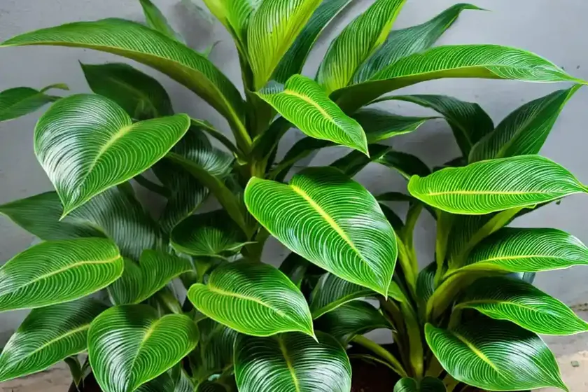 Calathea amagris (ctenanthe oppenheimiana) — photo 3
