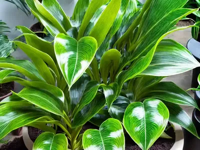 Calathea Amagris (Ctenanthe Oppenheimiana)
