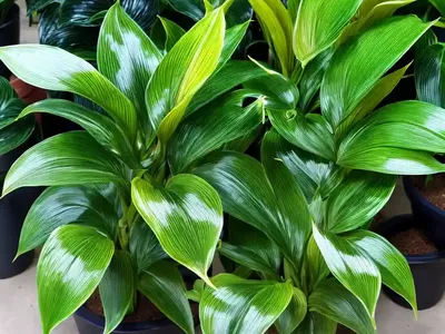Calathea Bachemiana (Calathea Bachemiana)