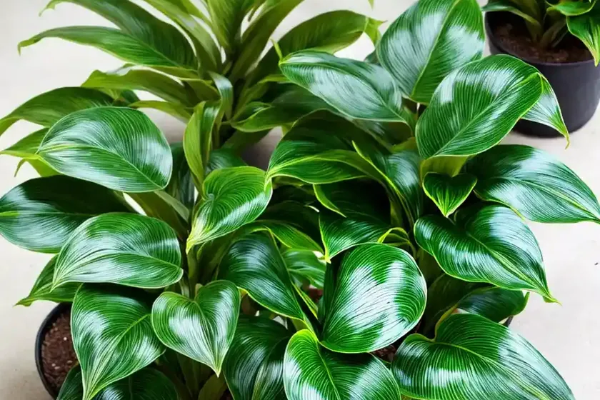 Calathea Bicajoux (Calathea Bicajoux) — photo 2