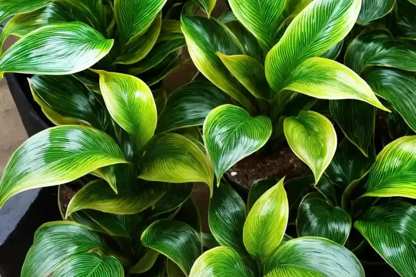 Calathea Bicajoux (Calathea Bicajoux) — photo 3