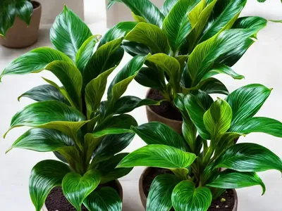 Calathea Bicajoux (Calathea Bicajoux)