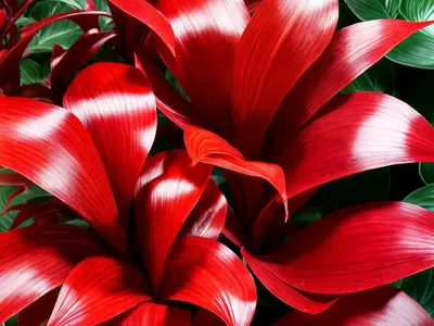 Calathea Crimson (Calathea Picturata Crimson)
