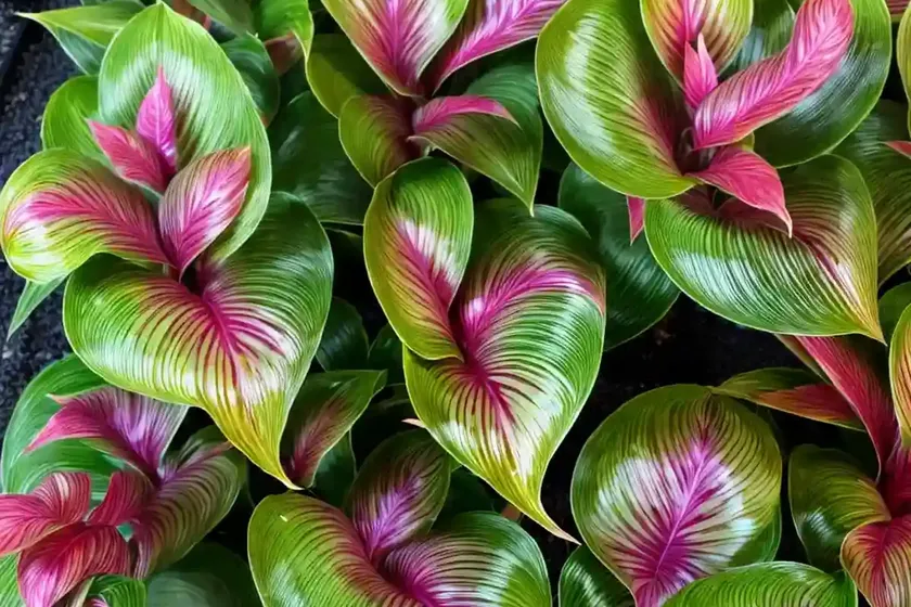 Calathea dottie (calathea roseopicta ‘dottie’) — photo 3