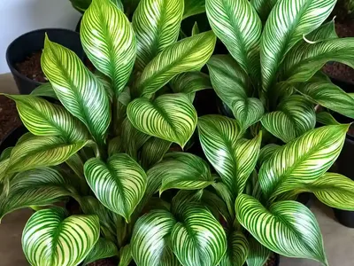 Calathea Dottie (Calathea Roseopicta ‘dottie’)