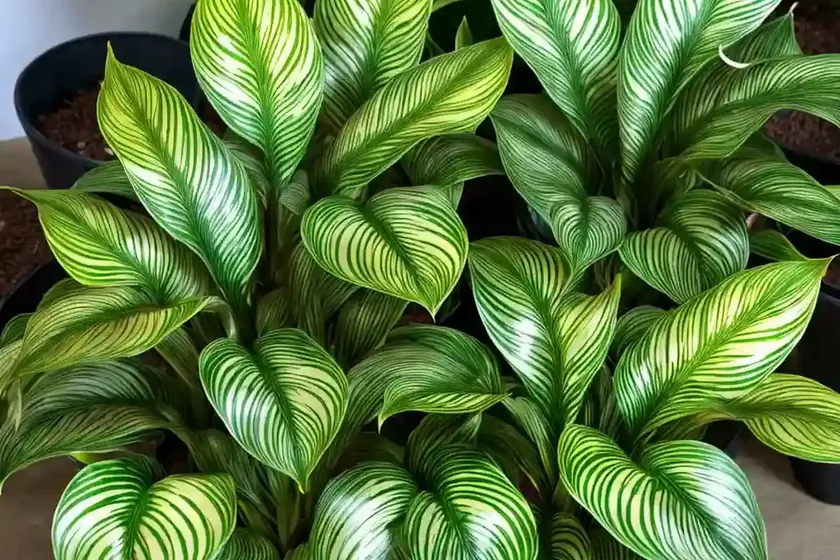 Calathea dottie (calathea roseopicta ‘dottie’)