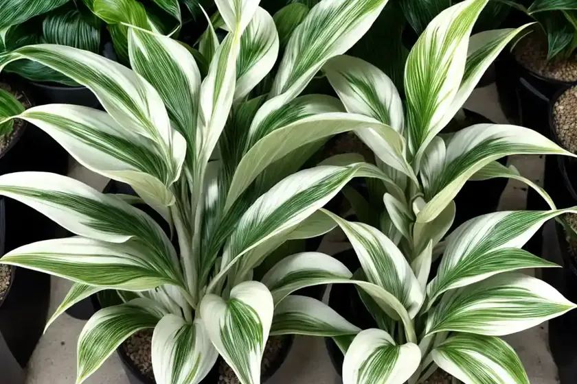 Calathea fusion white (calathea ‘fusion white’) — photo 3