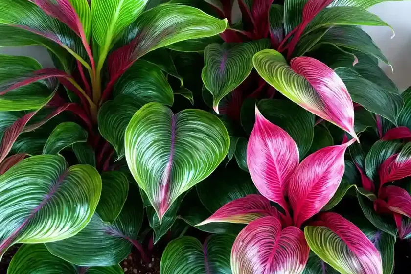 Calathea “jungle velvet” (calathea warscewiczii) — photo 2