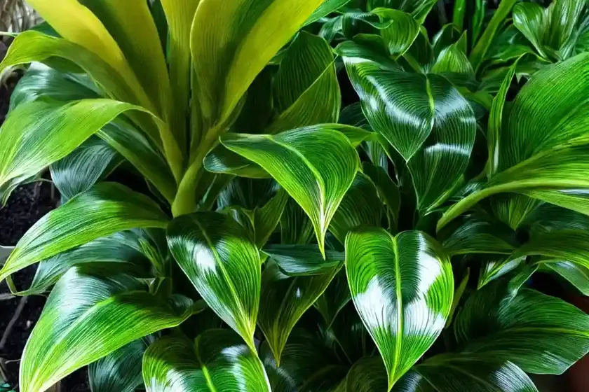 Calathea “jungle velvet” (calathea warscewiczii) — photo 3