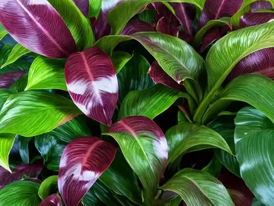 Calathea “Jungle Velvet” (Calathea Warscewiczii)