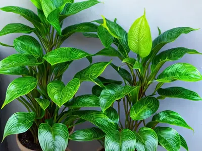 Calathea Leopardina (Calathea Leopardina)