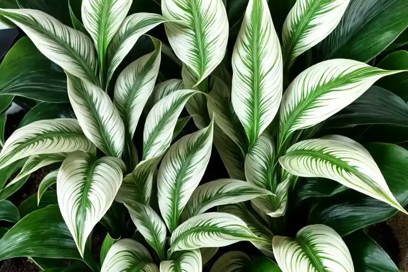 Calathea lietzei (calathea ‘white fusion’) — photo 2