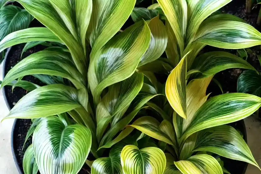 Calathea lietzei (calathea ‘white fusion’) — photo 3