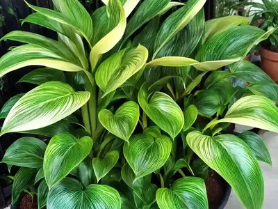 Calathea Lietzei (Calathea ‘white Fusion’)