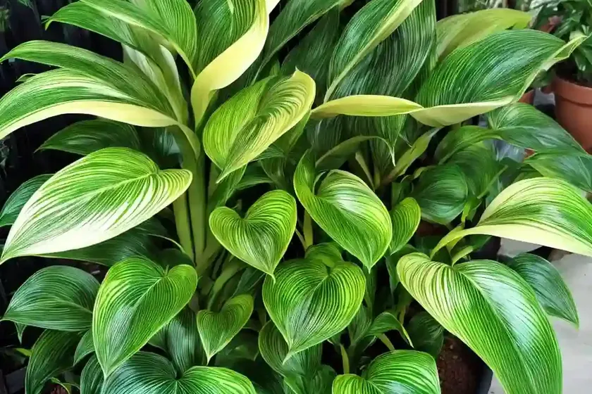 Calathea lietzei (calathea ‘white fusion’)
