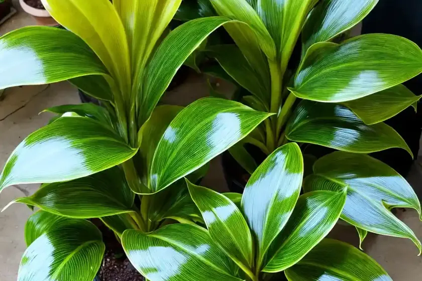 Calathea louisae (calathea louisae gagnep) — photo 2