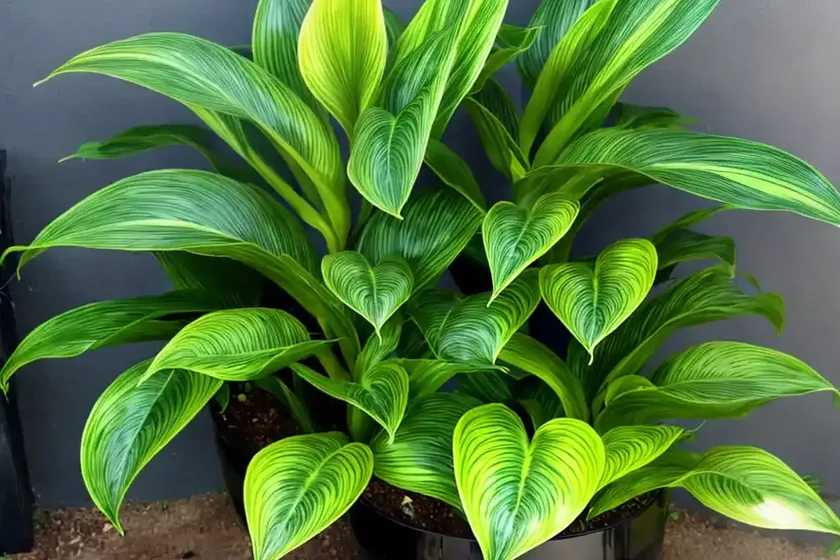 Calathea louisae (calathea louisae gagnep) — photo 3