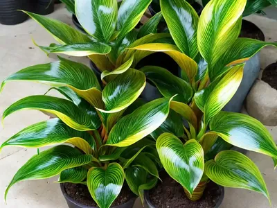 Calathea Louisae (Calathea Louisae Gagnep)