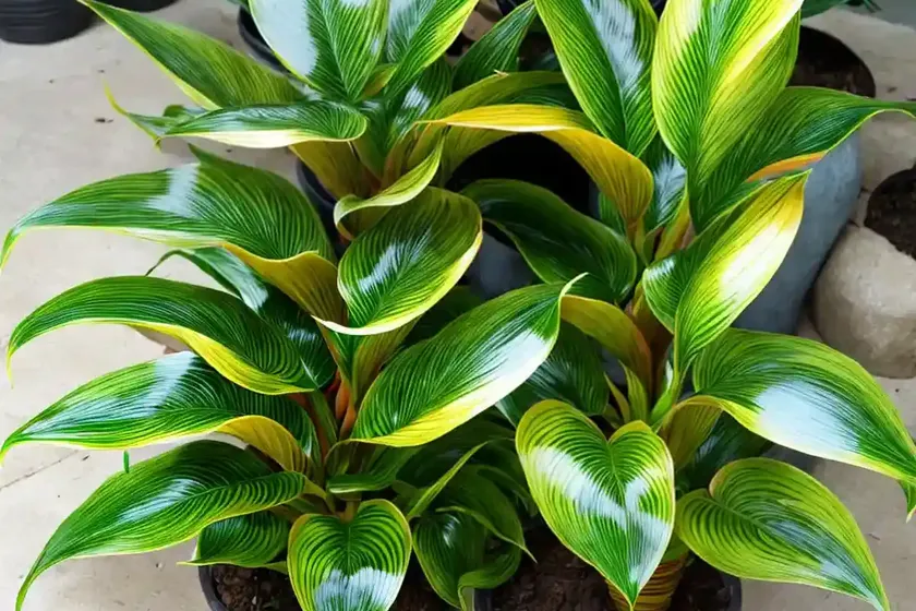 Calathea louisae (calathea louisae gagnep)