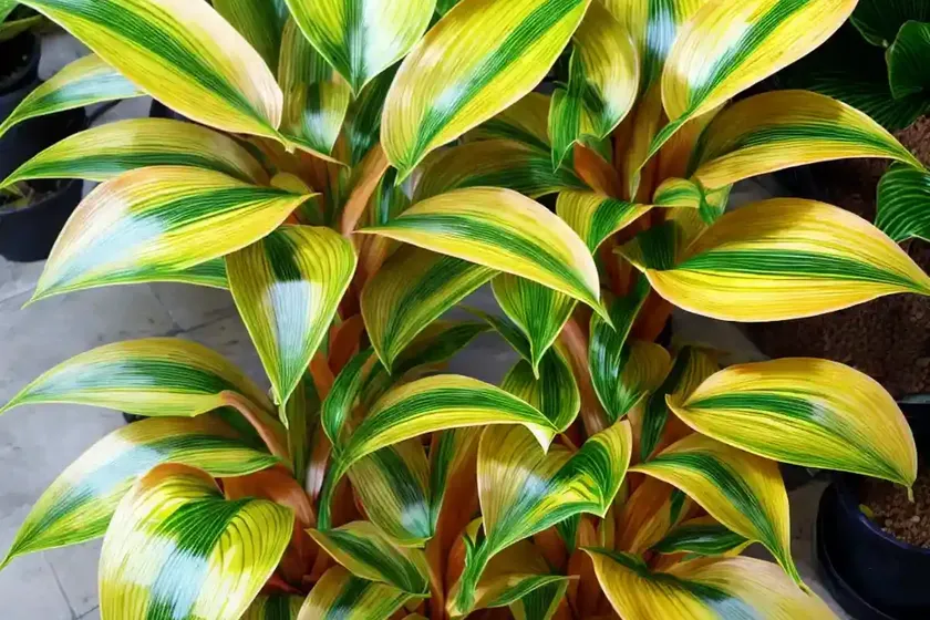 Calathea magic star (calathea stromanthe magicstar) — photo 2