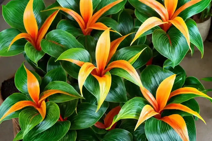 Calathea magic star (calathea stromanthe magicstar) — photo 3