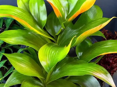 Calathea Magic Star (Calathea Stromanthe Magicstar)