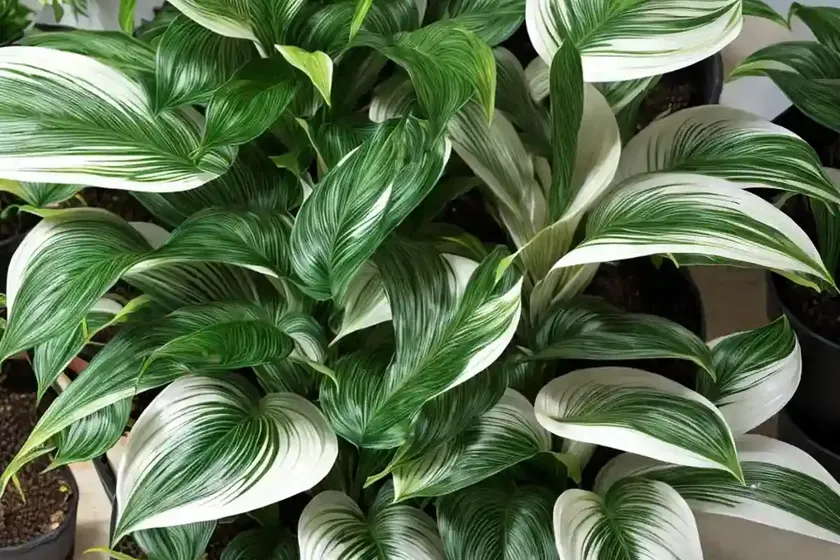Calathea majestica whitestar (calathea majestica whitestar’) — photo 2