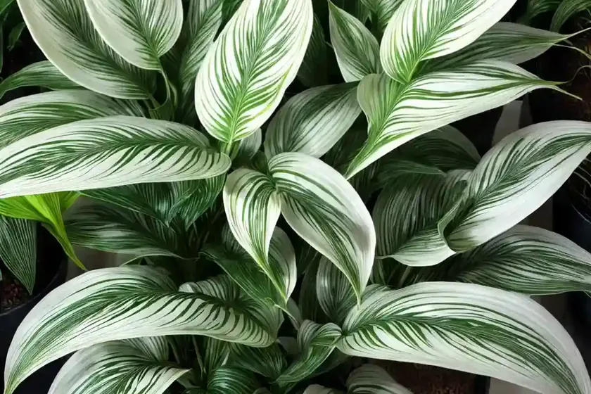 Calathea majestica whitestar (calathea majestica whitestar’) — photo 3