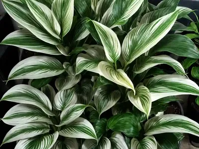 Calathea Majestica Whitestar (Calathea Majestica Whitestar’)