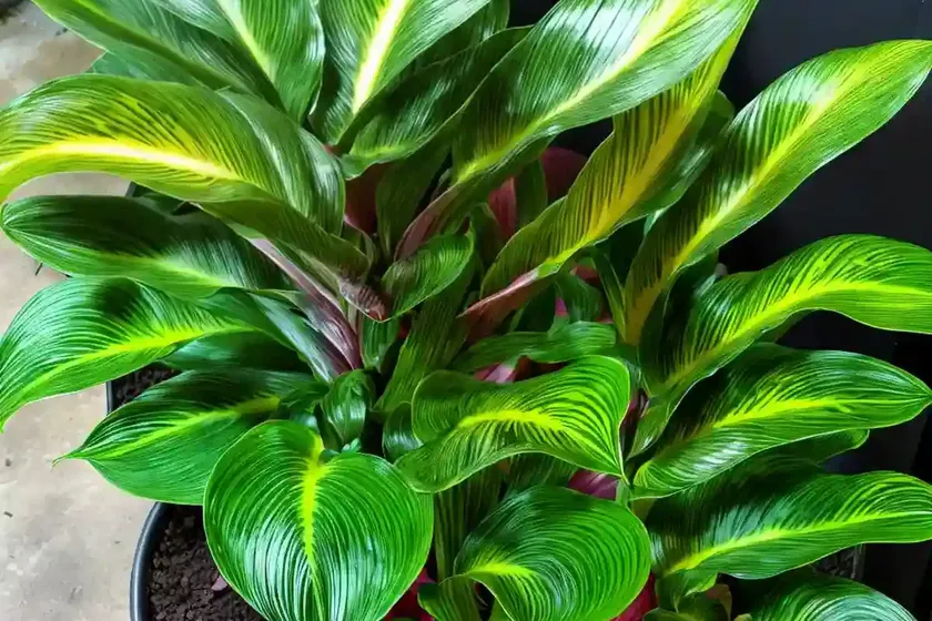 Calathea maui queen (calathea ‘maui queen’) — photo 2