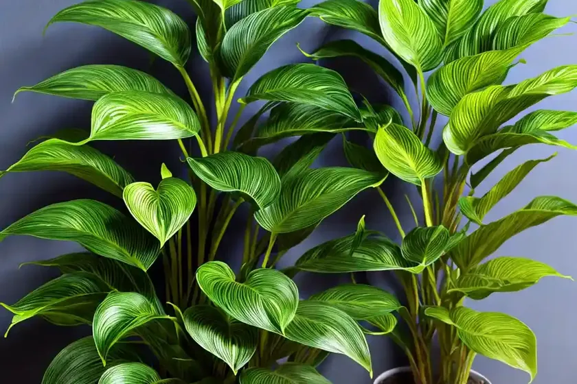 Calathea medallion (calathea medallion) — photo 2