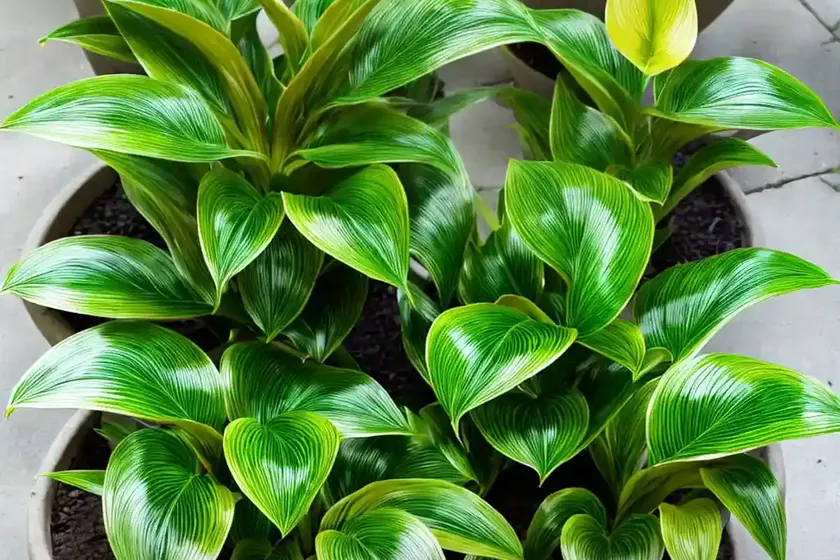 Calathea musaica (calathea musaica) — photo 2