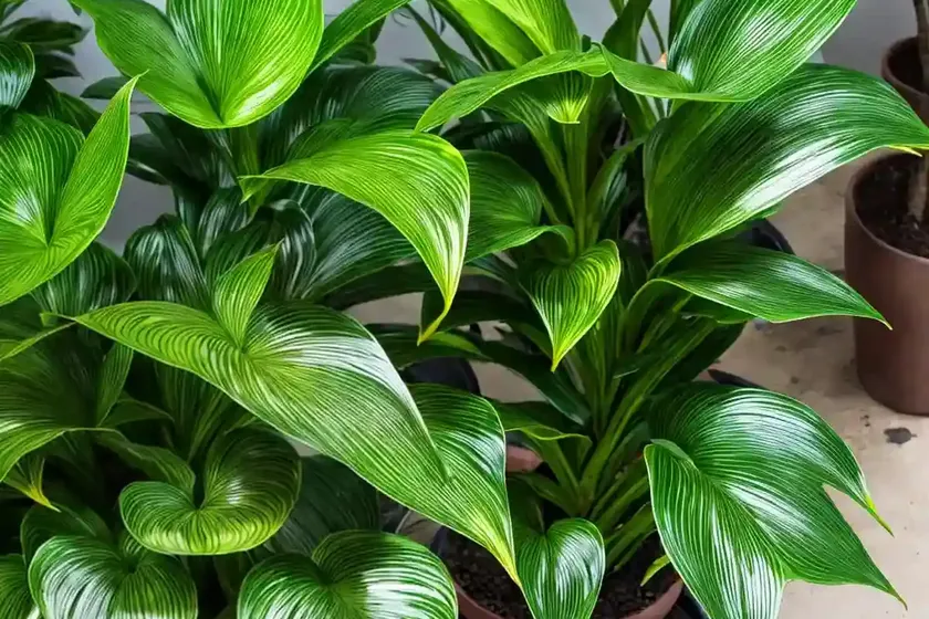 Calathea musaica (calathea musaica) — photo 3