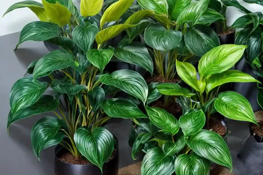 Calathea orbifolia (calathea orbifolia) — photo 2