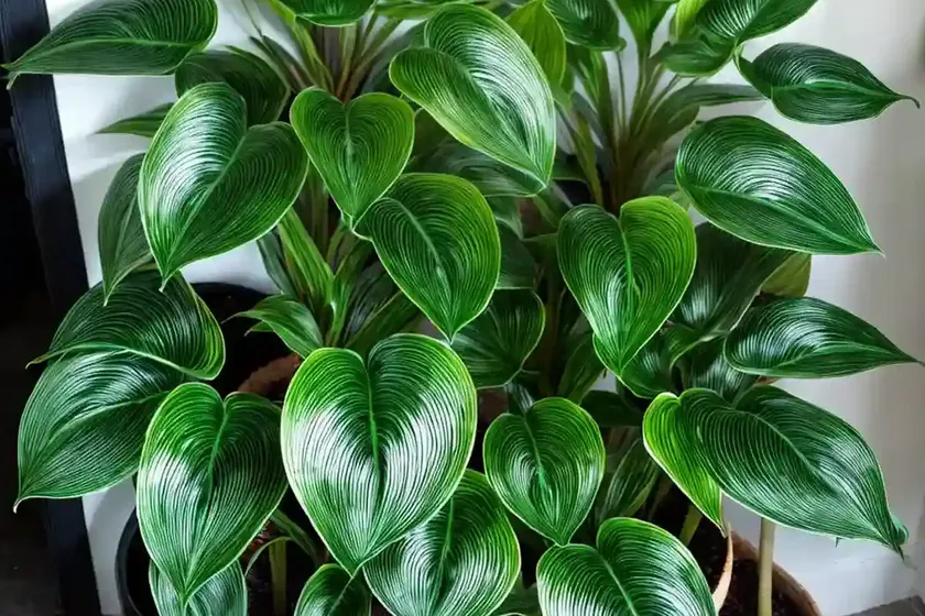 Calathea orbifolia (calathea orbifolia) — photo 3