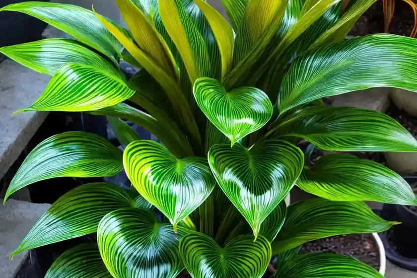 Calathea peacock (calathea makoyana) — photo 3