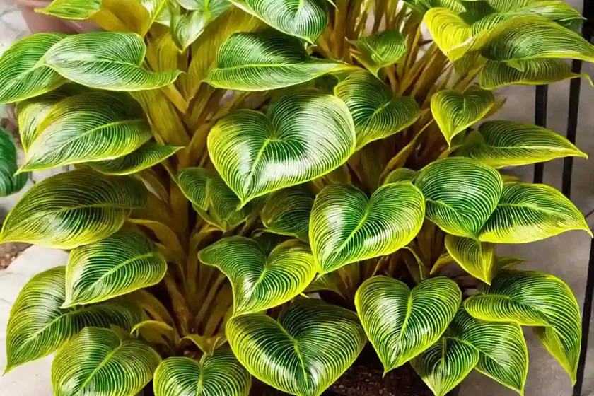 Calathea pilosa (ctenanthe ‘golden mosaic’) — photo 2