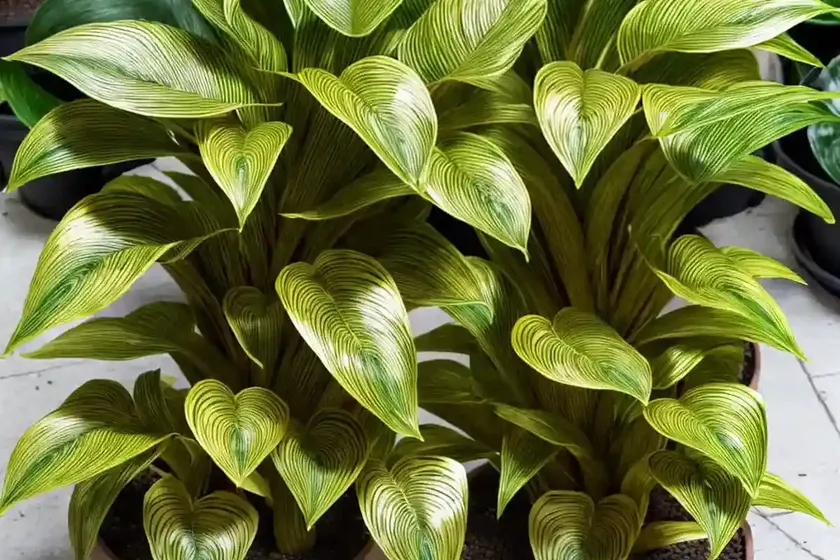 Calathea pilosa (ctenanthe ‘golden mosaic’) — photo 3