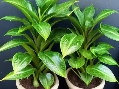 Calathea Sanderiana (Calathea Ornata Sanderiana)