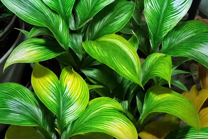 Calathea undulata (calathea undulata) — photo 3