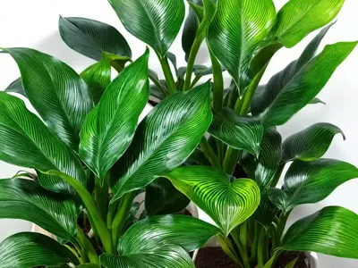 Calathea Undulata (Calathea Undulata)