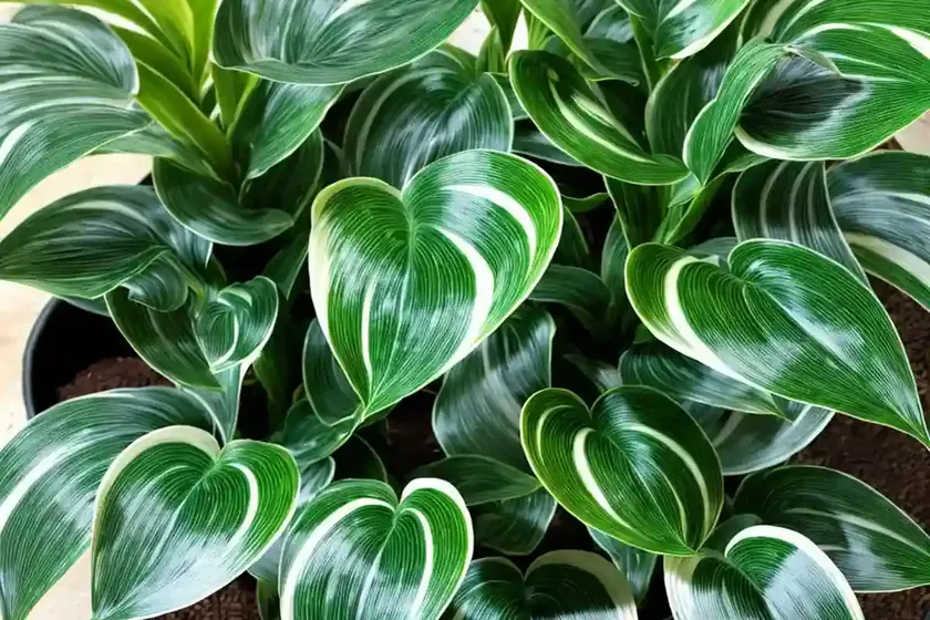 Calathea Vittata (Calathea Elliptica ‘Vittata’) — photo 3