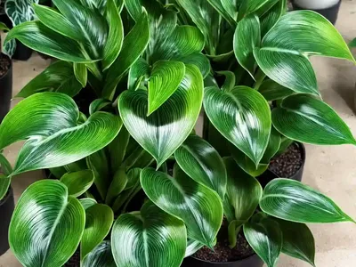 Calathea Vittata (Calathea Elliptica ‘Vittata’)